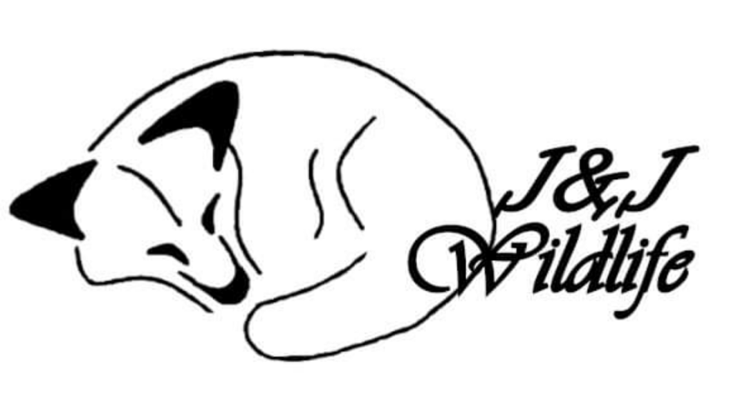 Shorts J&J Wildlife