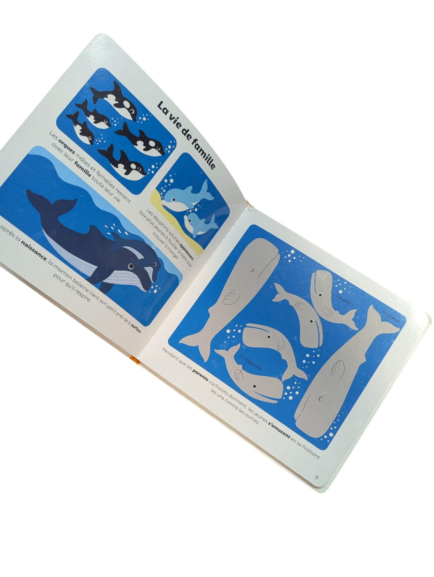 Livre Baleines et Dauphins