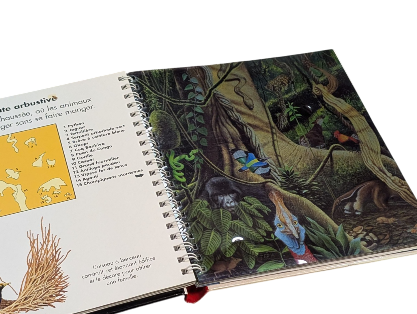 Livre J'observe la Jungle -- Gallimard